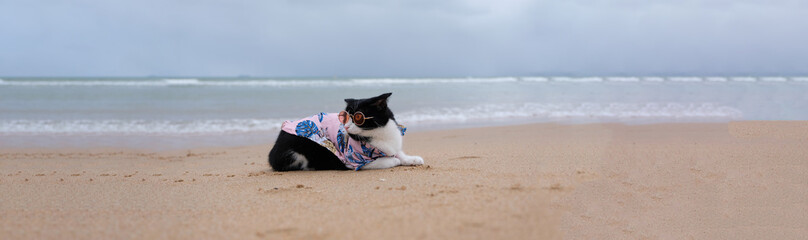 cat wearing sunglasses sitting on the beach with copy space. Funny Animal concept. Vacation concept.