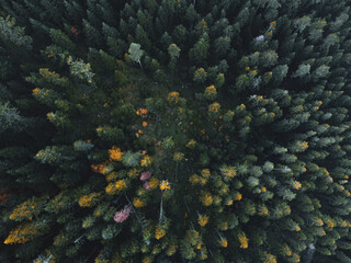 Color pool deep in the forest.