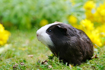 Guinea pig in grass and yellow flowers in summer outside