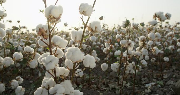 Cotton field, a bush of high-quality cotton, ready for harvesting, against the background of sunset. Farmer's field.