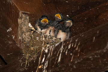 Hirondelle rustique,.Hirundo rustica, Barn Swallow © JAG IMAGES