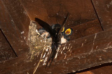 Hirondelle rustique,.Hirundo rustica, Barn Swallow © JAG IMAGES