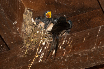 Hirondelle rustique,.Hirundo rustica, Barn Swallow