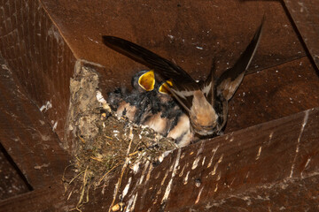 Hirondelle rustique,.Hirundo rustica, Barn Swallow © JAG IMAGES
