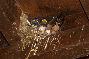 Hirondelle rustique,.Hirundo rustica, Barn Swallow © JAG IMAGES