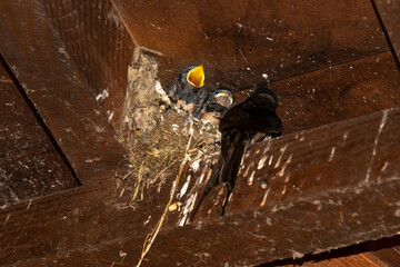 Hirondelle rustique,.Hirundo rustica, Barn Swallow © JAG IMAGES