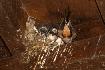 Hirondelle rustique,.Hirundo rustica, Barn Swallow © JAG IMAGES