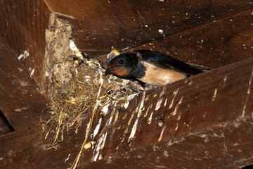Hirondelle rustique,.Hirundo rustica, Barn Swallow © JAG IMAGES