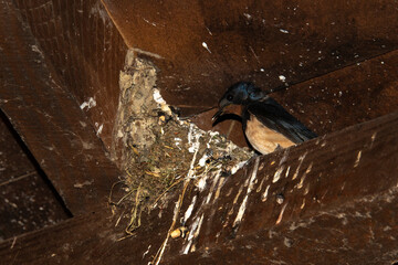 Hirondelle rustique,.Hirundo rustica, Barn Swallow © JAG IMAGES