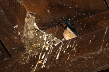 Hirondelle rustique,.Hirundo rustica, Barn Swallow © JAG IMAGES