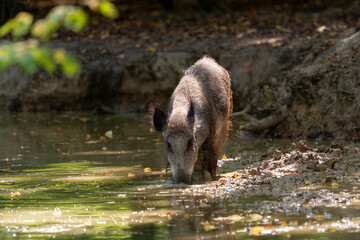 Sanglier, Sus scrofa