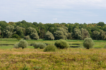Saule cendré, Salix cinerea, lac du Parc naturel régional de la forét d'Orient, 10, Aube