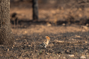 Hoopoe at the burned ground
