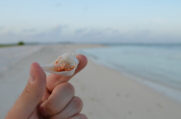 Hand holding crab in shell at sandy beach on Maledives