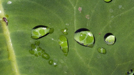 Water droplets on a leaf in Panama City, Florida, USA