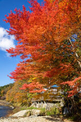 那須塩原 紅の吊橋の紅葉