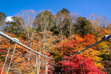 那須塩原 紅の吊橋の紅葉