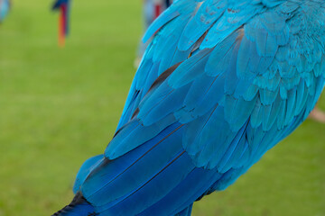 Obraz premium Macaw/makaw parrot