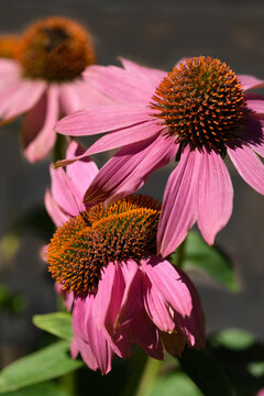 Echinacea Purpurea or Purple Coneflower fasciation mutation of flower head in summer garden with other normal flowers