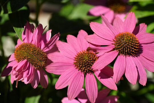 Echinacea Purpurea Purple Coneflower fasciation mutation of flower head in summer garden with other normal flowers