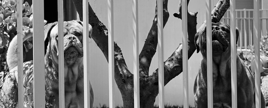 Cane Corso are behind the fence. Domestic dogs for the protection of the site. Black and white monochrome Photo © Valeriia Zub