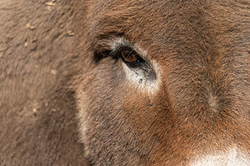 Fototapeta premium Close up of Donkey Ass head and eye right hand side profile