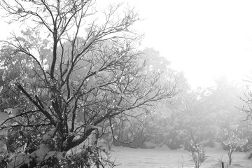 Fototapeta na wymiar Winter weather over Texas landscape with snow in black and white.