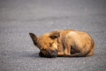 Brown puppy sleep on the floor 