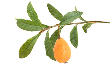 Loquat  on a branch isolated on white