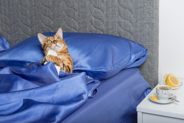 A cat with a handkerchief from a cold in its paws.