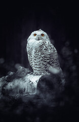 great horned snow owl in the night on a branch