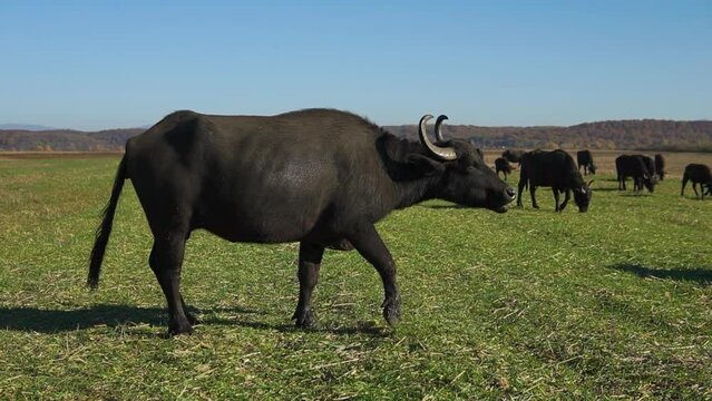 Big buffalo with long horns acts aggressive to another younger buffalo grazing in the field