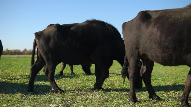 Two buffalos try to fight kicking each other with long horns