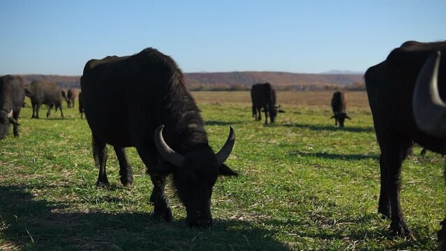 Buffalos graze in a green meadow with one of them walks in foreground close-up
