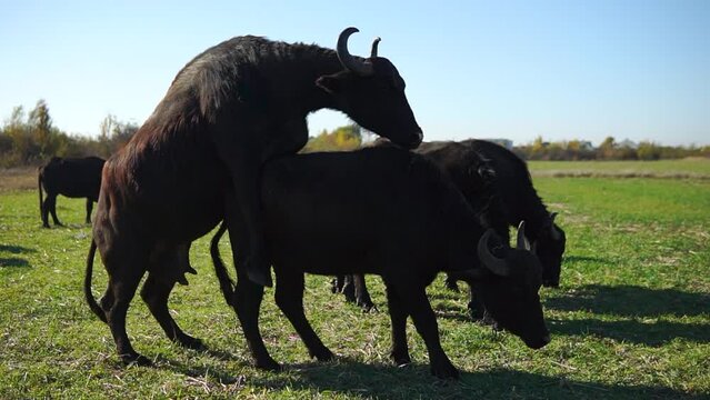 Female buffalo jumps to the back of other buffalo during grazing