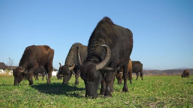 Domestic buffalos graze in a green field at a farm in Ukraine