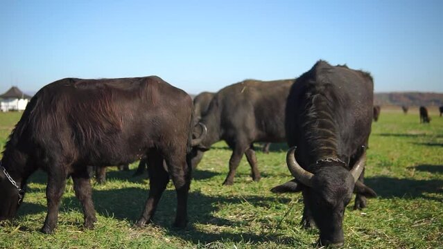 Buffalo herd graze in a field in sunny autumn day