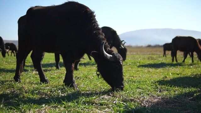 Big black buffalo grazes in a herd outdoor
