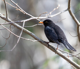  Blackbird