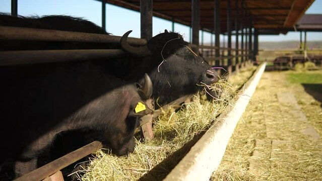 Big black buffalos in a stall eat dry hay at a milk farm