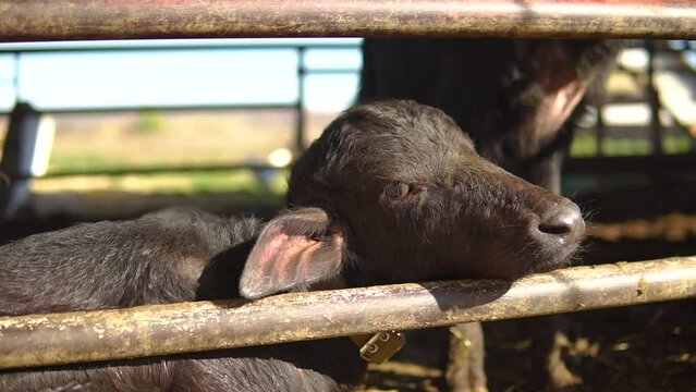 Cute little buffalo calf hands his head on the stall at a milk farm