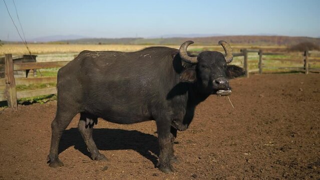 Big angry buffalo female stands in a paddock outdoors in a milk farm