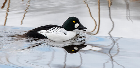 Goldeneye in the mirror