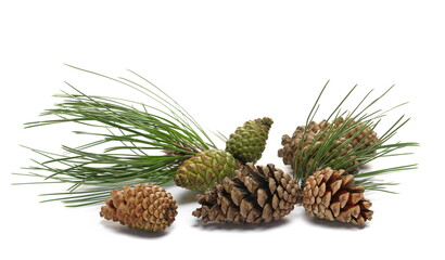 Branch pine cones with leaves, Austrian pine or black pine, Pinus nigra, isolated on white - obrazy, fototapety, plakaty