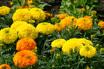 Multi-colored yellow-red marigolds in a flowerbed in a city park.