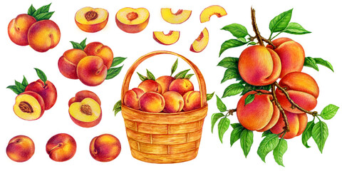 Peach in a basket, peach with a leaf, pearch on a branch. Set of watercolor illustrations for labels, menus, or packaging design.