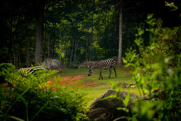 zebra in the wild enjoying life