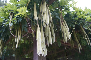 Pods of wisteria floribunda “Blue Dreams”, is a genus of flowering plants in the legume family,...