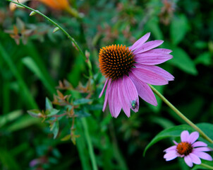 belle échinacée pourpre et insecte