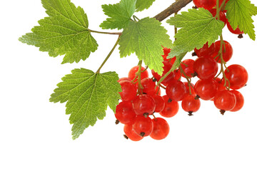 Branch of red currants isolated on white